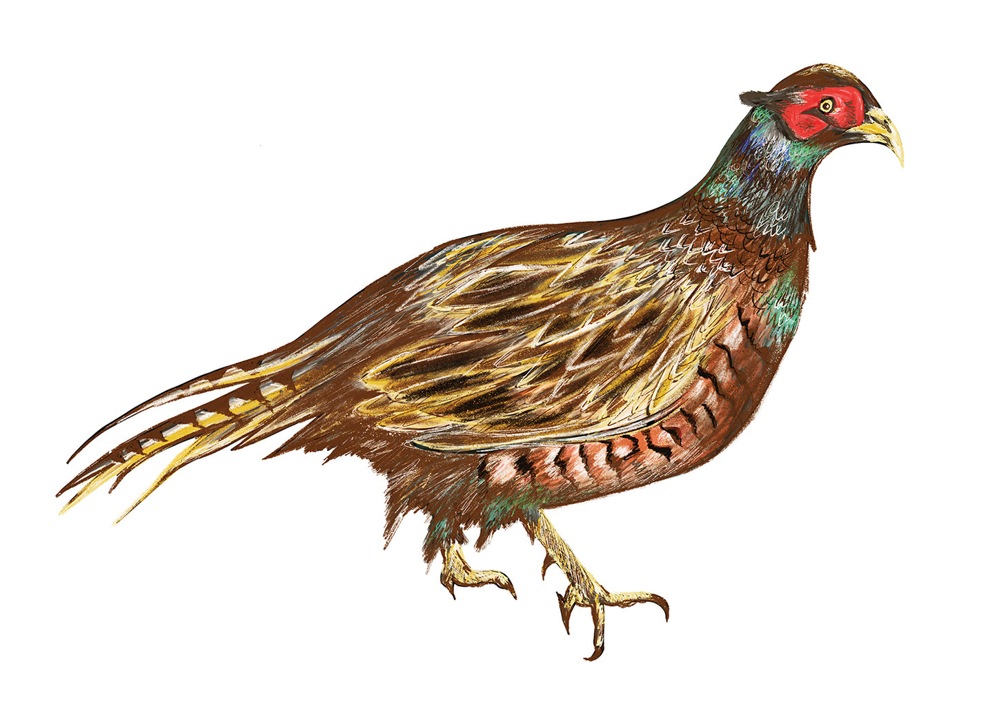 Scottish Pheasant Illustration - A4